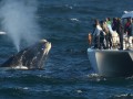 Boat Whale Watching SD Day Tour Self Drive